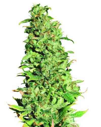 High Level Seed > Eva Female Seeds | Feminized Marijuana   |  Sativa